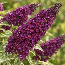 Arbre aux papillons panaché 'Harlequin' (Buddleia davidii) — gros plan sur grappes de fleurs violettes · Photo d'illustration