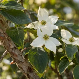Cornouiller du japon 'Blue shadow' (Cornus kousa) — grandes bractées blanches autour de petites fleurs · Photo d'illustration