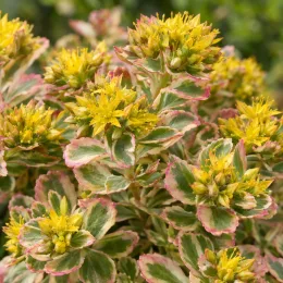 Orpin jaune 'Variegatum' (Sedum kamtschaticum) — touffes compactes de petites fleurs jaunes et feuillage panaché · Photo d'illustration