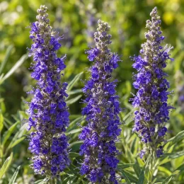 Arbre au poivre 'Delta blues' (Vitex agnus) — épis floraux violets dressés parmi le feuillage · Photo d'illustration