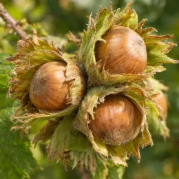 Noisetier segorbe 'Segorbe' (Corylus avellana) — gros plan sur grappes de noisettes mûres · Photo d'illustration