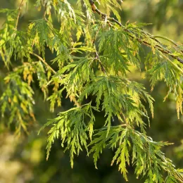 Bouleau verruqueux 'Karaca' (Betula pendula) — rameau aux feuilles finement découpées vertes · Photo d'illustration