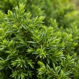 Genévrier 'Schlager' (Juniperus conferta) — gros plan sur feuillage dense et piquant