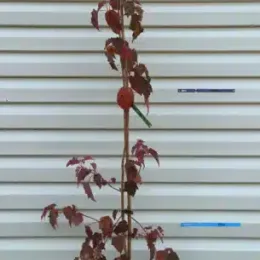 Érable à peau de serpent 'Red flamingo' (Acer conspicuum) — jeune arbuste dressé en pot noir de pépinière · Pot 8L Baliveau
