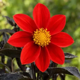 Dahlia (Dahlia pampa) — fleur rouge à cœur jaune sur feuillage sombre · Photo d'illustration