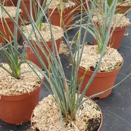 Yucca rouge (Hesperaloe parviflora) — jeune plant dressé en pot de pépinière, substrat paillé · Pot 3L