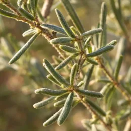 Westringia (Westringia eremicola) — gros plan de feuilles étroites et duveteuses · Photo d'illustration