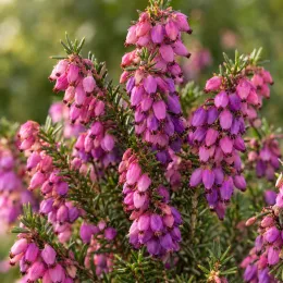 Bruyère 'Spring surprise' (Erica) — grappes serrées de petites clochettes roses et mauves · Photo d'illustration