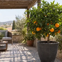 Oranger navel 'Chislett summer navel' (Citrus sinensis) — arbuste fruitier en pot sur terrasse ensoleillée