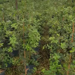 Chêne vert (Quercus ilex) — rangées de jeunes arbustes tuteurés en pépinière · Pot 8L Baliveau