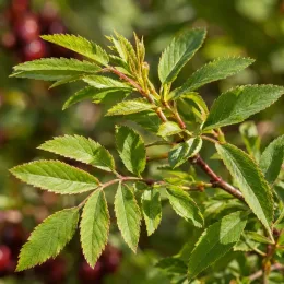 Sorbier hybride 'Granatnaja' (Sorbus × crataegosorbus) — jeunes rameaux avec feuilles composées vertes · Photo d'illustration