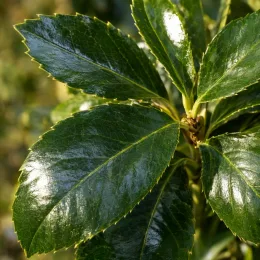 Aucuba du japon 'Rozannie' (Aucuba japonica) — gros plan de feuilles ovales vernissées · Photo d'illustration