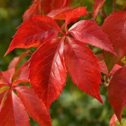 Vigne vierge (Parthenocissus quinquefolia) — gros plan sur feuillage rouge vif · Photo d'illustration