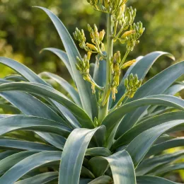 Agave 'Calamar' (Agave bracteosa) — rosette de feuilles arquées avec hampe florale jaune · Photo d'illustration
