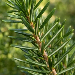 Sapin de douglas 'Menziesii' (Pseudotsuga douglasii) — gros plan sur rameau avec aiguilles serrées · Photo d'illustration