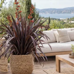 Lin de nouvelle-zélande pourpre 'Purpurea' (Phormium tenax) — grand feuillage pourpre en pot tressé sur terrasse · Photo d'illustration
