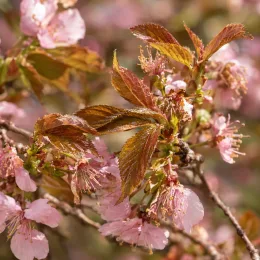 Cerisier du japon 'Fukubana' (Prunus subhirtella) — rameaux couverts de petites fleurs roses