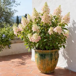 Hortensia paniculé 'Confettii' (Hydrangea paniculata) — arbuste fleuri en pot sur terrasse ensoleillée · Photo d'illustration