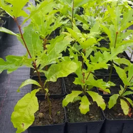 Chêne des marais (Quercus palustris) — jeunes plants feuillus en petits pots alignés · Godet