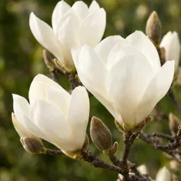 Magnolia de soulange 'Lennei alba' (Magnolia soulangeana) — gros plan de grandes fleurs blanches ouvertes