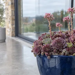 Joubarbe à rosette couleur prune 'Plum parfait' (Sempervivum) — rosettes de succulentes pourpres en pot bleu · Photo d'illustration