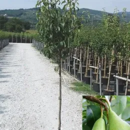 Poirier 'Conférence' (Pyrus communis) — jeune arbre en pot dans pépinière, fruits en médaillon · Pot 18L