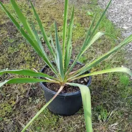 Yucca filamentosa — rosette de longues feuilles rigides dans pot noir · Pot 3L