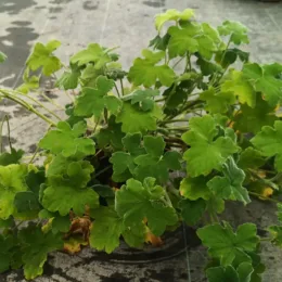 Géranium au parfum de menthe (Pelargonium tomentosum) — plante touffue au feuillage vert en pot noir · Pot 3L