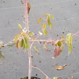 Baie de maqui (Aristotelia chilensis) — jeune arbuste dégarni avec feuilles clairsemées · Pot 3L