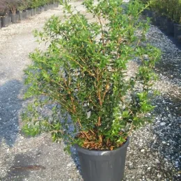 Osmanthe de burkwood (Osmanthus burkwoodii) — arbuste dense au feuillage vert en pot · Pot 15L