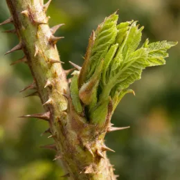 Angélique du japon (Aralia japonica) — jeune pousse feuillue sur tige épineuse