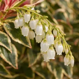 Leucothoé 'Firestar' (Leucothoe walteri) — grappe de petites fleurs blanches en clochettes