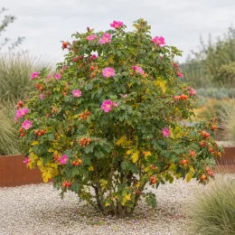 Rosier (Rosa rugosa) — arbuste fleuri avec cynorrhodons sur gravier de jardin · Photo d'illustration