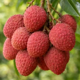Litchi (Litchi chinensis) — grappe de fruits rouges à peau bosselée · Photo d'illustration