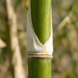 Bambou 'Formidable' (Fargesia robusta) — gros plan sur chaume vert avec gaine pâle
