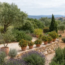 Grenadier mollar de elche — plusieurs arbustes fruitiers fleuris en pots alignés