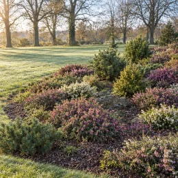 Bruyère 'Kramer s rote rouge' (Erica darleyensis) — massif de terre de bruyère coloré au jardin · Photo d'illustration