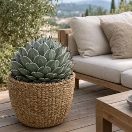 Agave (Agave nickelsiae) — plante grasse en pot tressé sur terrasse avec canapé · Photo d'illustration