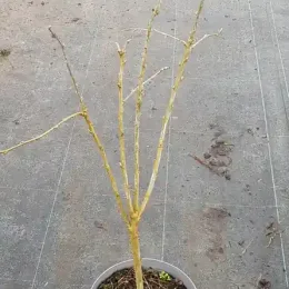 Caraganier de sibérie (Caragana arborescens) — jeune arbuste dénudé en pot de pépinière · Pot 3L Baliveau