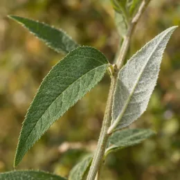 Buddleja (Buddleja davidii) — gros plan sur feuilles lancéolées opposées