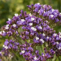 Statice (Limonium perezii) — grappes de petites fleurs violettes et blanches · Photo d'illustration