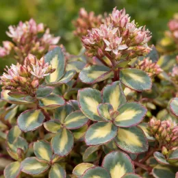Orpin de siebold panaché 'Mediovariegatum' (Sedum sieboldii) — succulente panachée aux petites ombelles de fleurs roses · Photo d'illustration