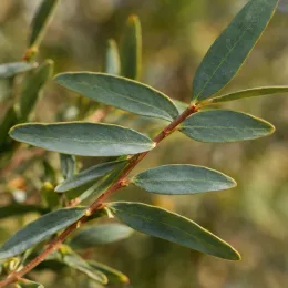 Mimosa (Acacia semperflorens) — rameau avec feuilles allongées vert mat