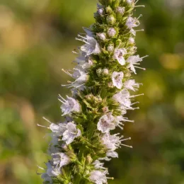 Menthe 'Mojito' (Mentha × piperita) — épi dense de petites fleurs pâles, gros plan
