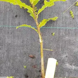 Chêne chevelu (Quercus cerris) — jeune plant en pot sur sol textile · Godet