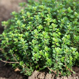 Thym citron