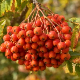 Sorbier des oiseleurs 'Dodong' (Sorbus aucuparia) — gros plan de grappes de baies orangées