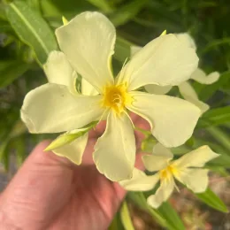Laurier rose 'Marie Gambetta' (Nerium oleander) — gros plan de fleurs jaune pâle