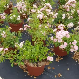 Rosier couvre-sol 'The fairy rood' (Rosa) — plusieurs petits rosiers fleuris alignés en pots · Pot 3L