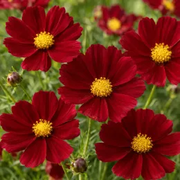 Coréopsis à grandes fleurs 'Limerock ruby' (Coreopsis grandiflora) — gros plan de fleurs rouges à cœur jaune · Photo d'illustration